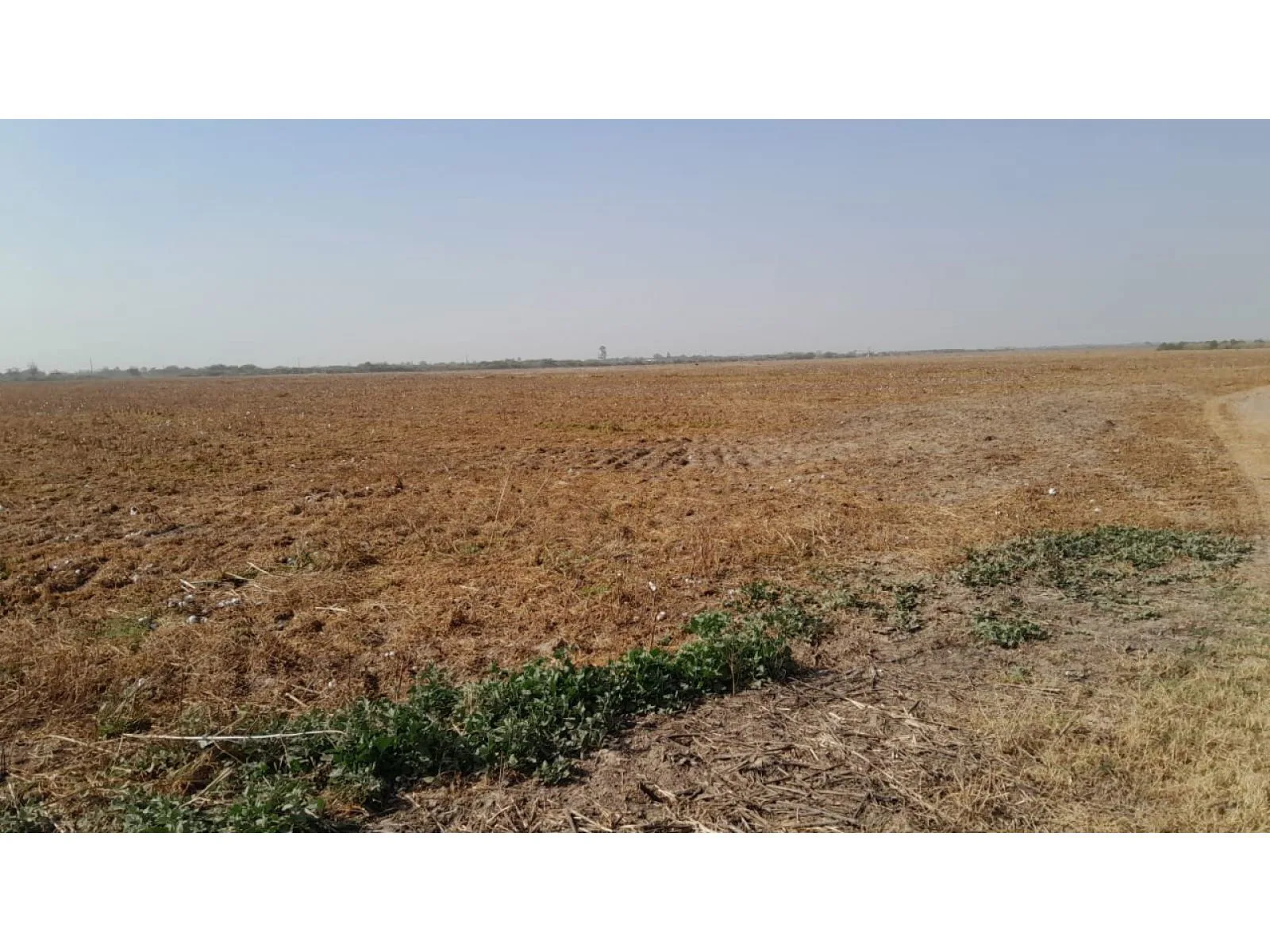 Venta Campo agricola 495has, Sgo del Estero, Clodomira foto 5