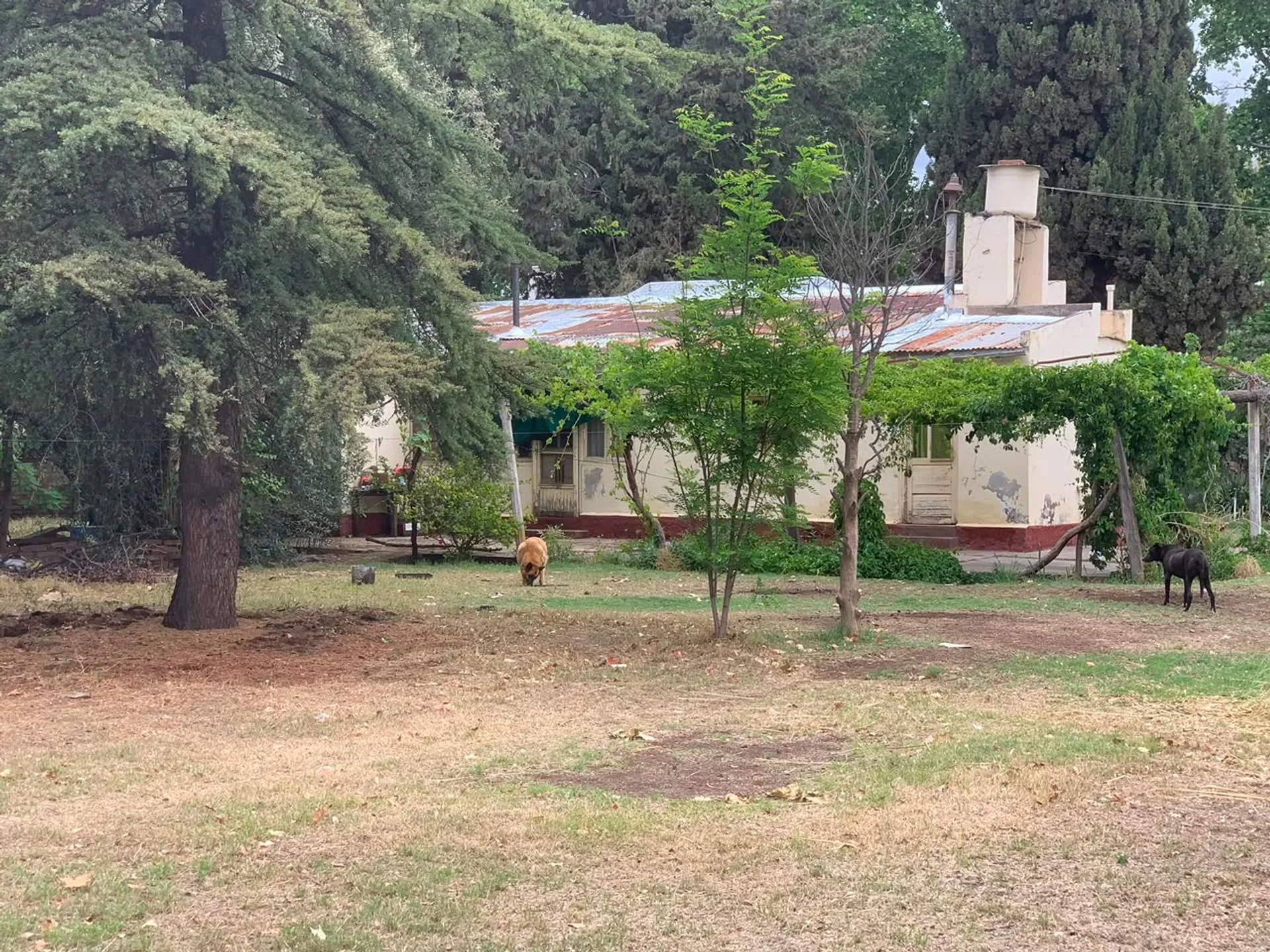 Se vende predio ideal para loteo en Gral Alvear foto 5