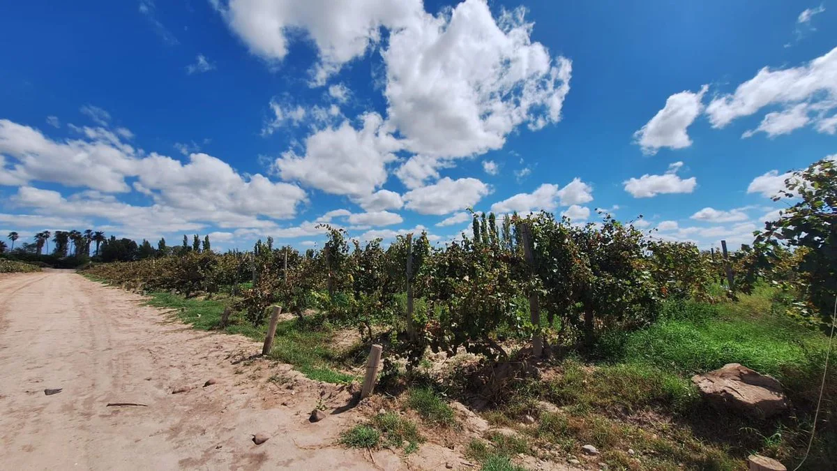 Venta de Finca en producción. foto 4
