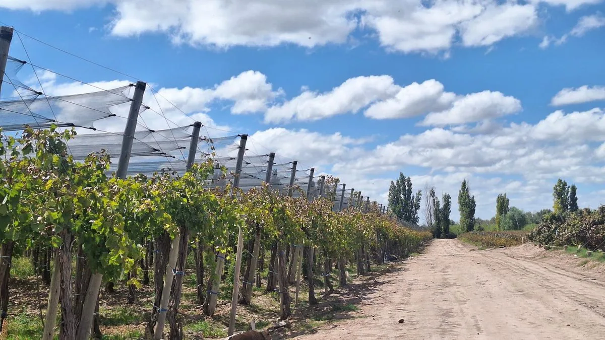 Venta de Finca en producción. foto 5