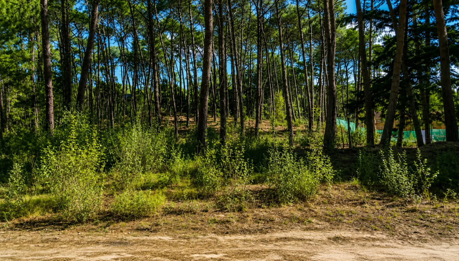 VENTA LOTE EN CARILO 1800 M2 DE BOSQUE foto 3