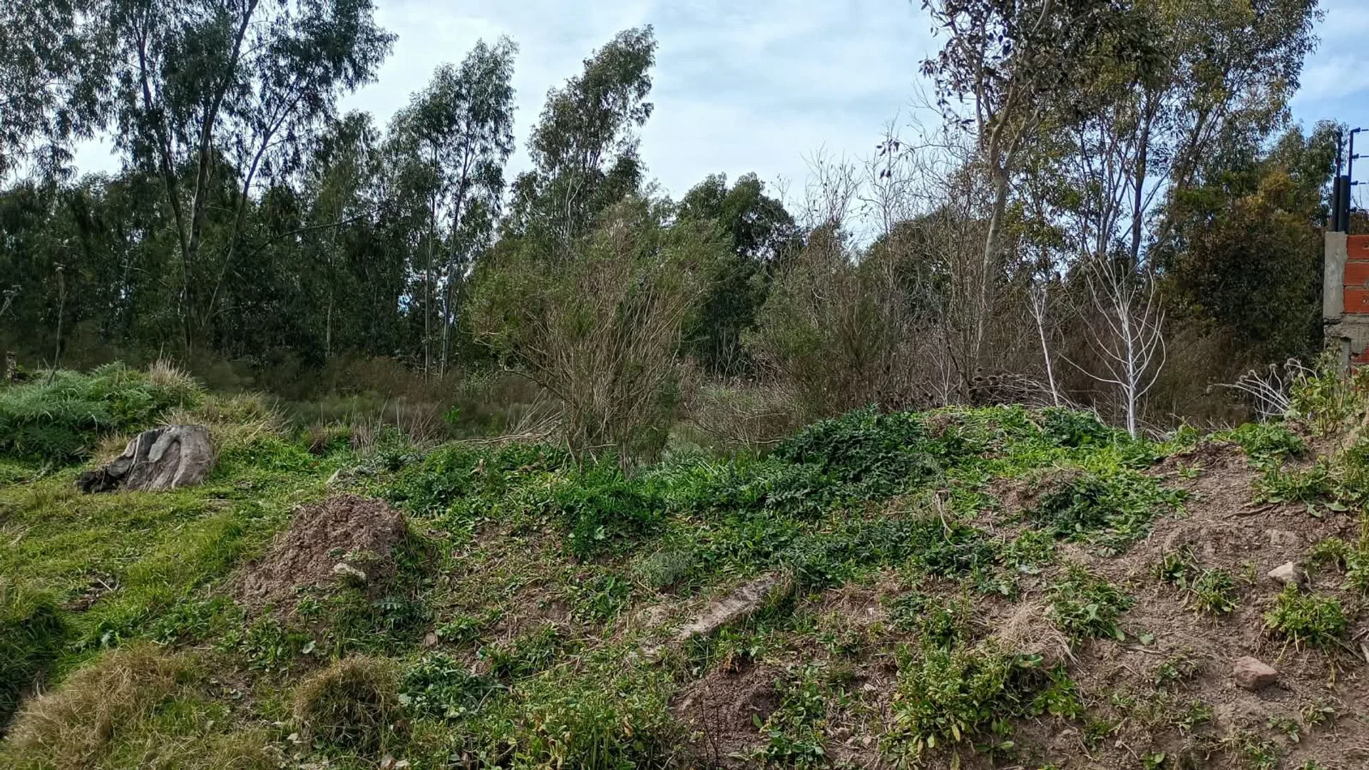 4.5 HECTARIAS EN VENTA EN VILLA GARIBALDI foto 3