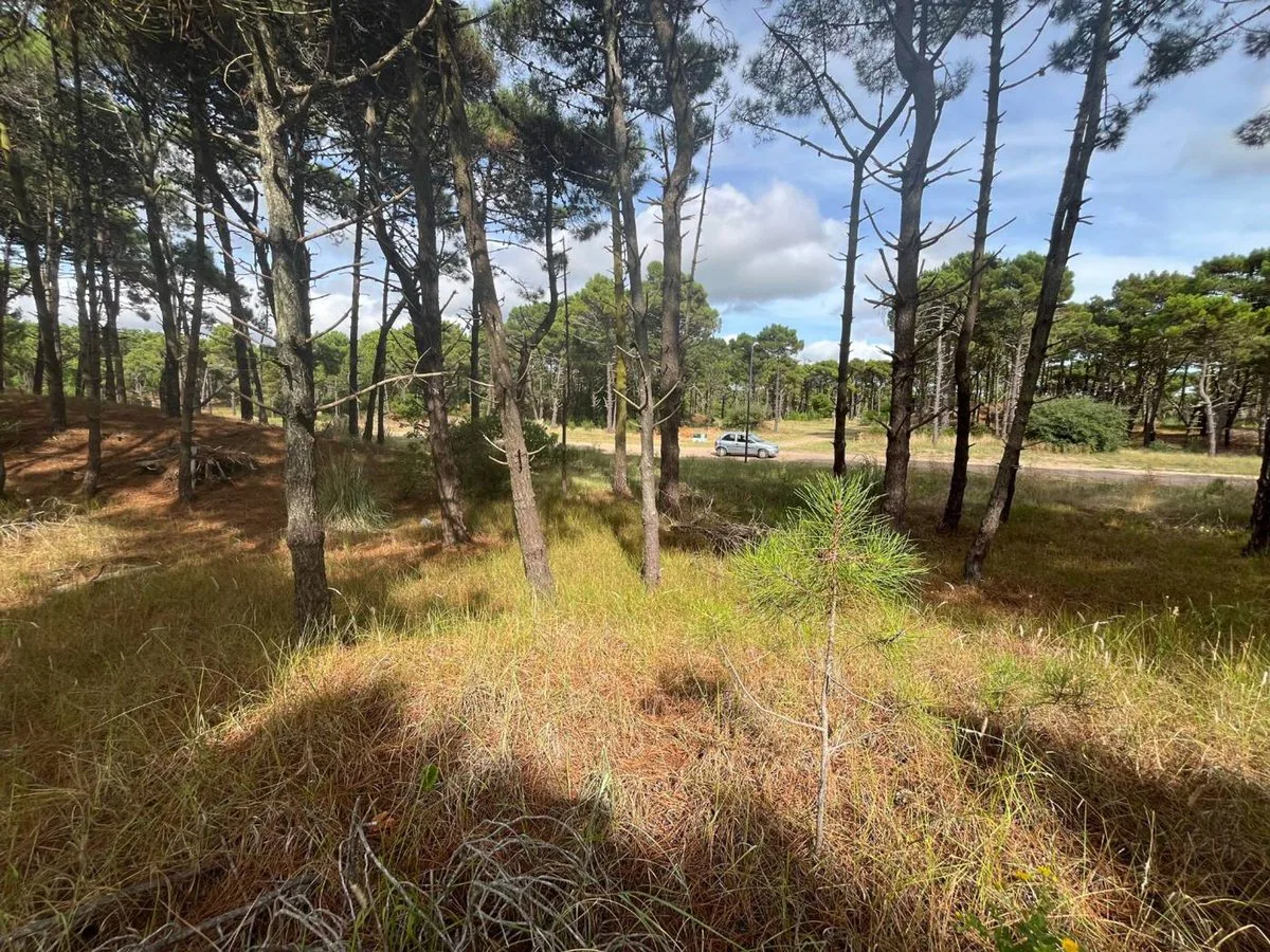 VENTA DE LOTE EN PINAMAR. BARRIO BOSQUES ETAPA 1 foto 3