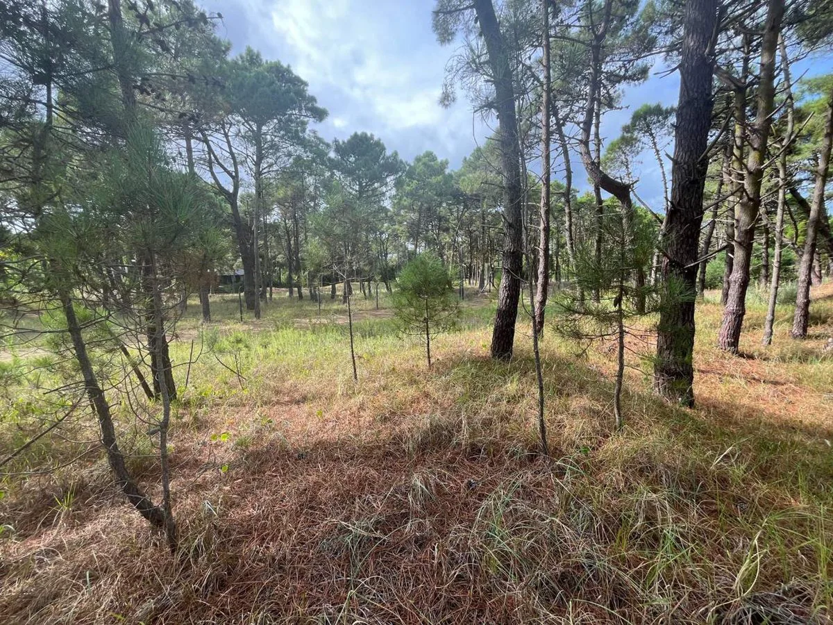 VENTA DE LOTE EN PINAMAR. BARRIO BOSQUES ETAPA 1 foto 4