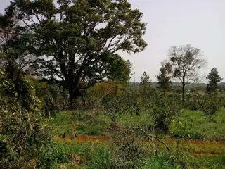 Lote 12 en esquina: más espacio, naturaleza y una vista privilegiada foto 5