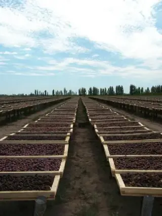 Campo en Venta en Goudge, San Rafael, Mendoza foto 2