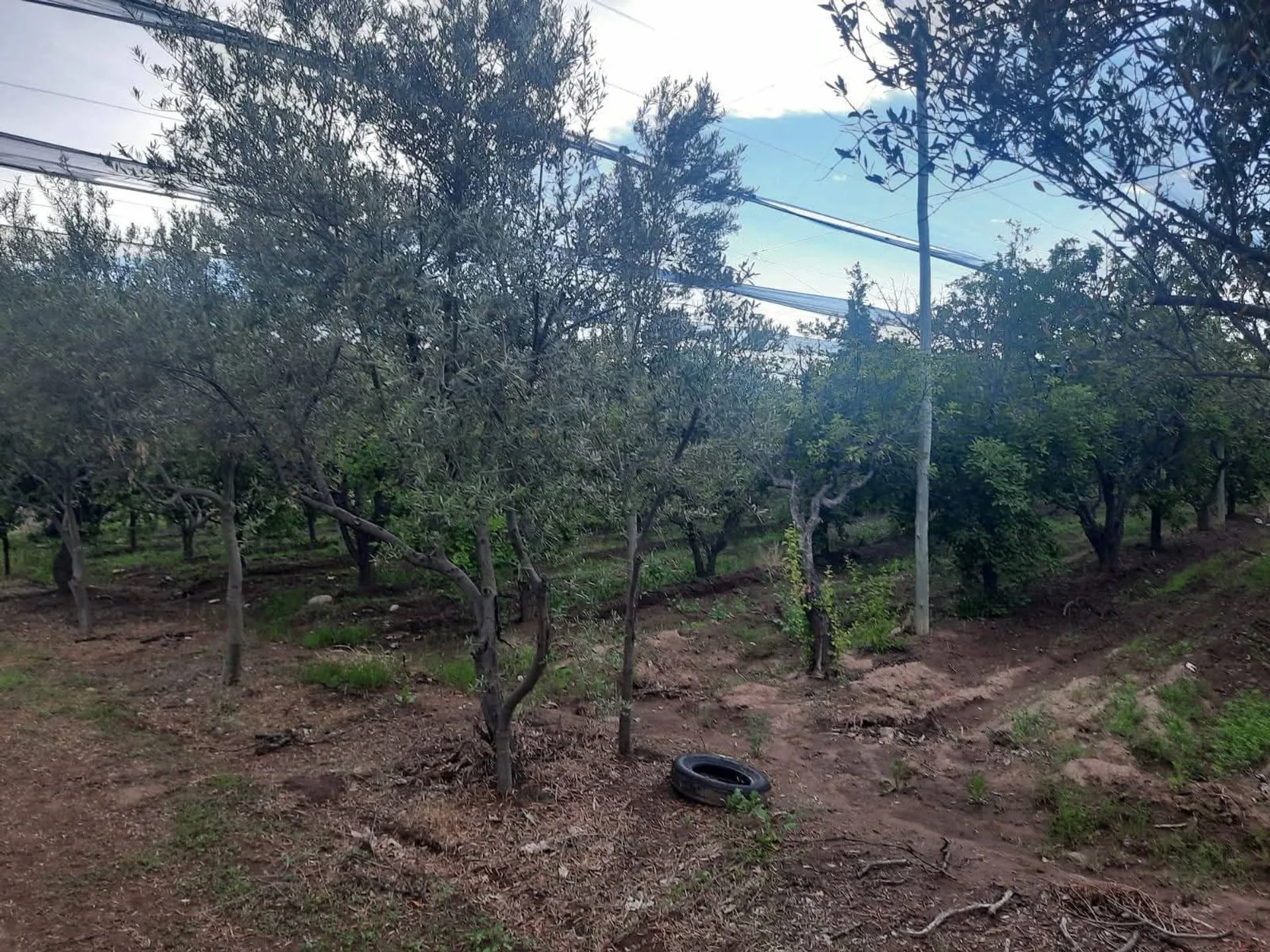 FINCA PRODUCTIVA EN VENTA + CASA RURAL Y GALPON foto 3