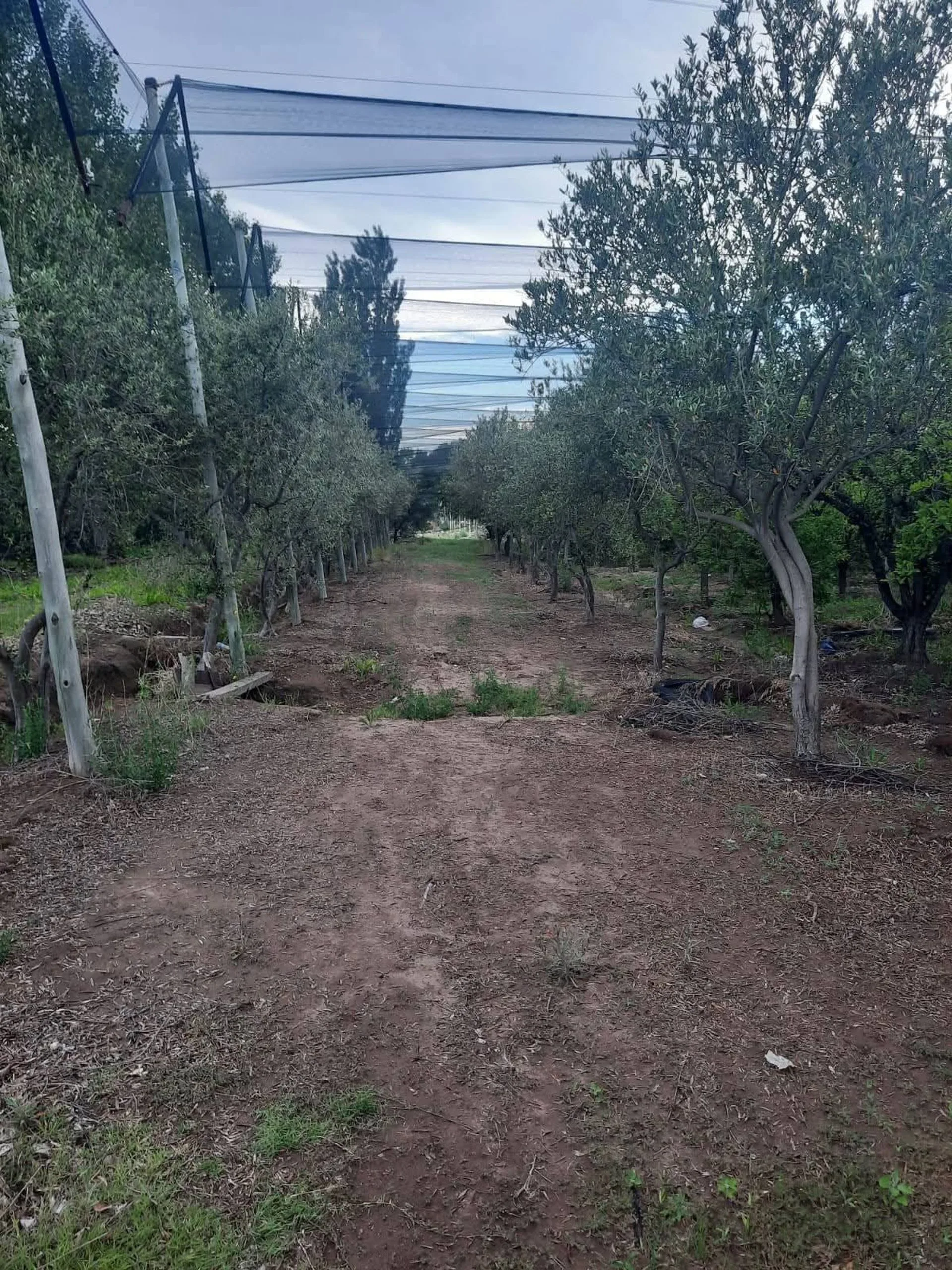 FINCA PRODUCTIVA EN VENTA + CASA RURAL Y GALPON foto 5