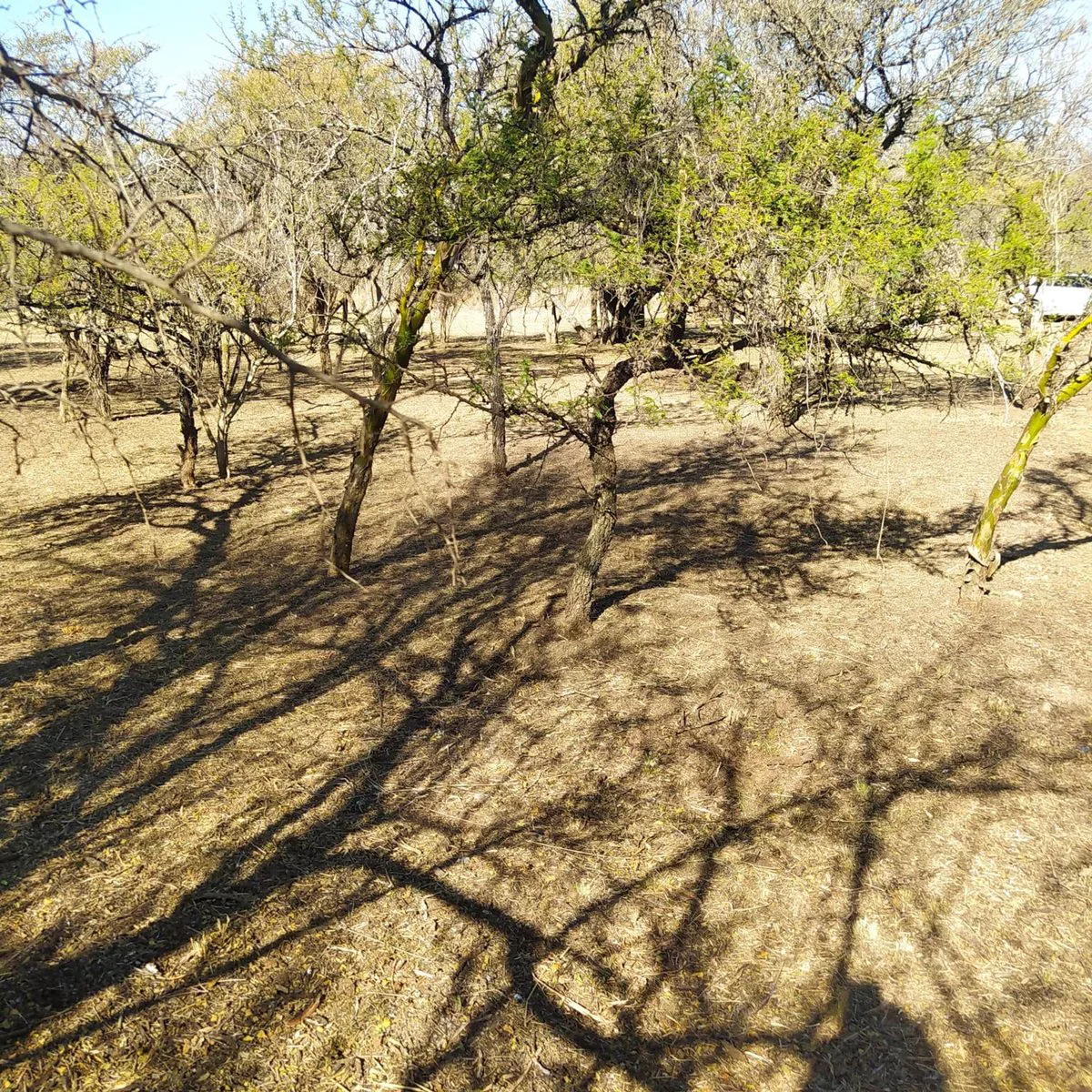 SE VENDE LOTE DE 532 M2 EN SANTA MONICA foto 2