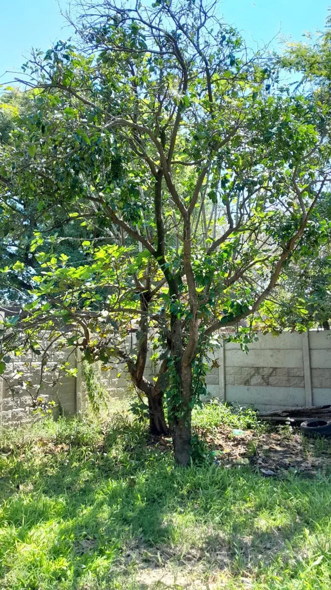 VENTA Terreno en Sauce Viejo de 395m2 foto 4
