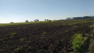 VENDO CAMPO DE 139 HAS AGRICOLAS foto 5