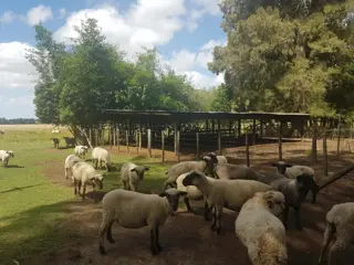 CAMPO en VENTA en Punta Indio 10 hectáreas muchas mejoras U$S 259.000 foto 3