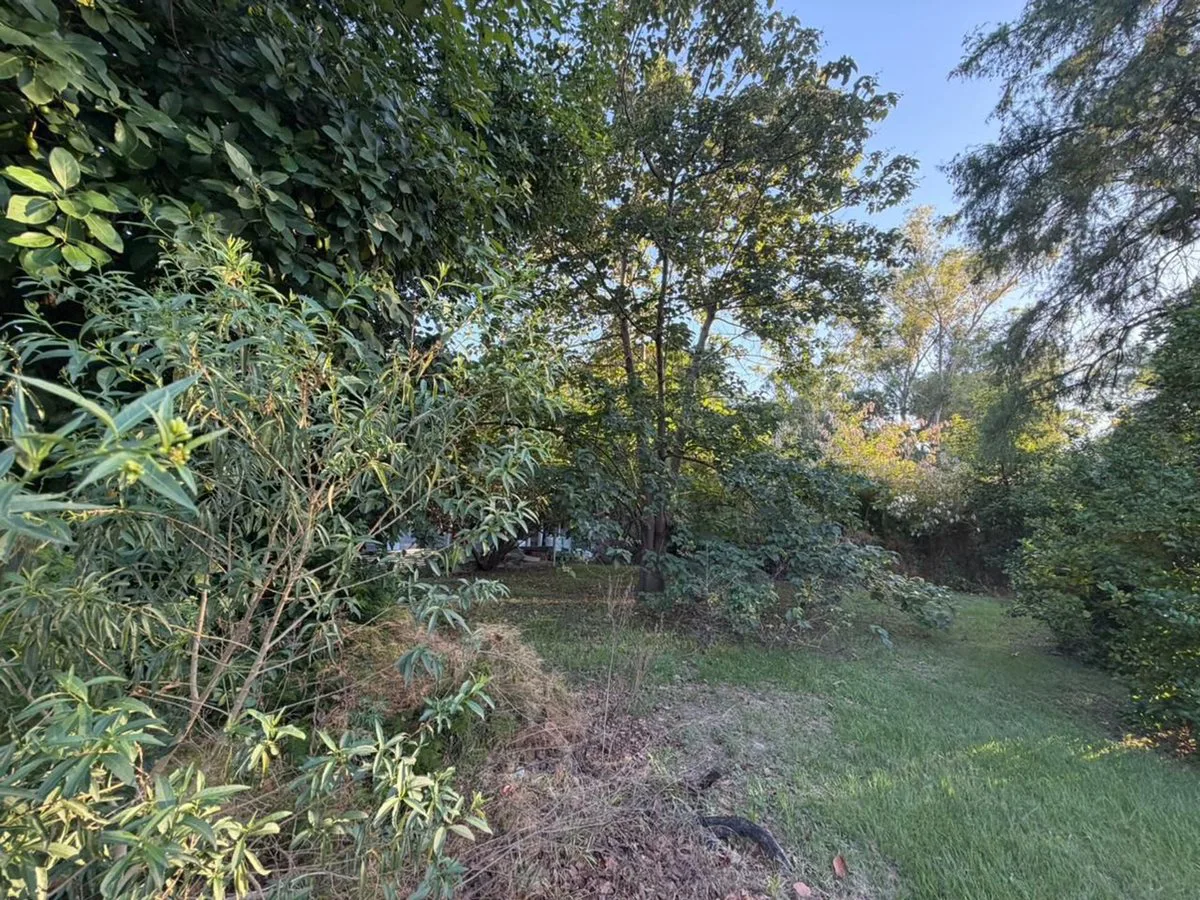 VENTA TERRENO CERCADO, FORESTADO VILLA CALIFORNIA foto 5