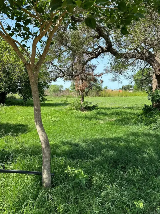 LOTES EN CAYASTA