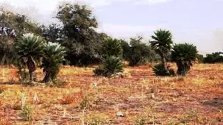 Venta Campo 17 hectáreas – Ruta 1 1500 – Villa Larca – San Luis foto 1