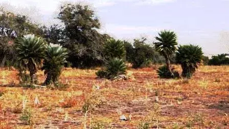 Venta Campo 17 hectáreas – Ruta 1 1500 – Villa Larca – San Luis