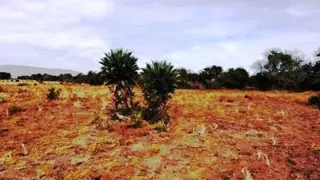 Venta Campo 17 hectáreas – Ruta 1 1500 – Villa Larca – San Luis foto 2