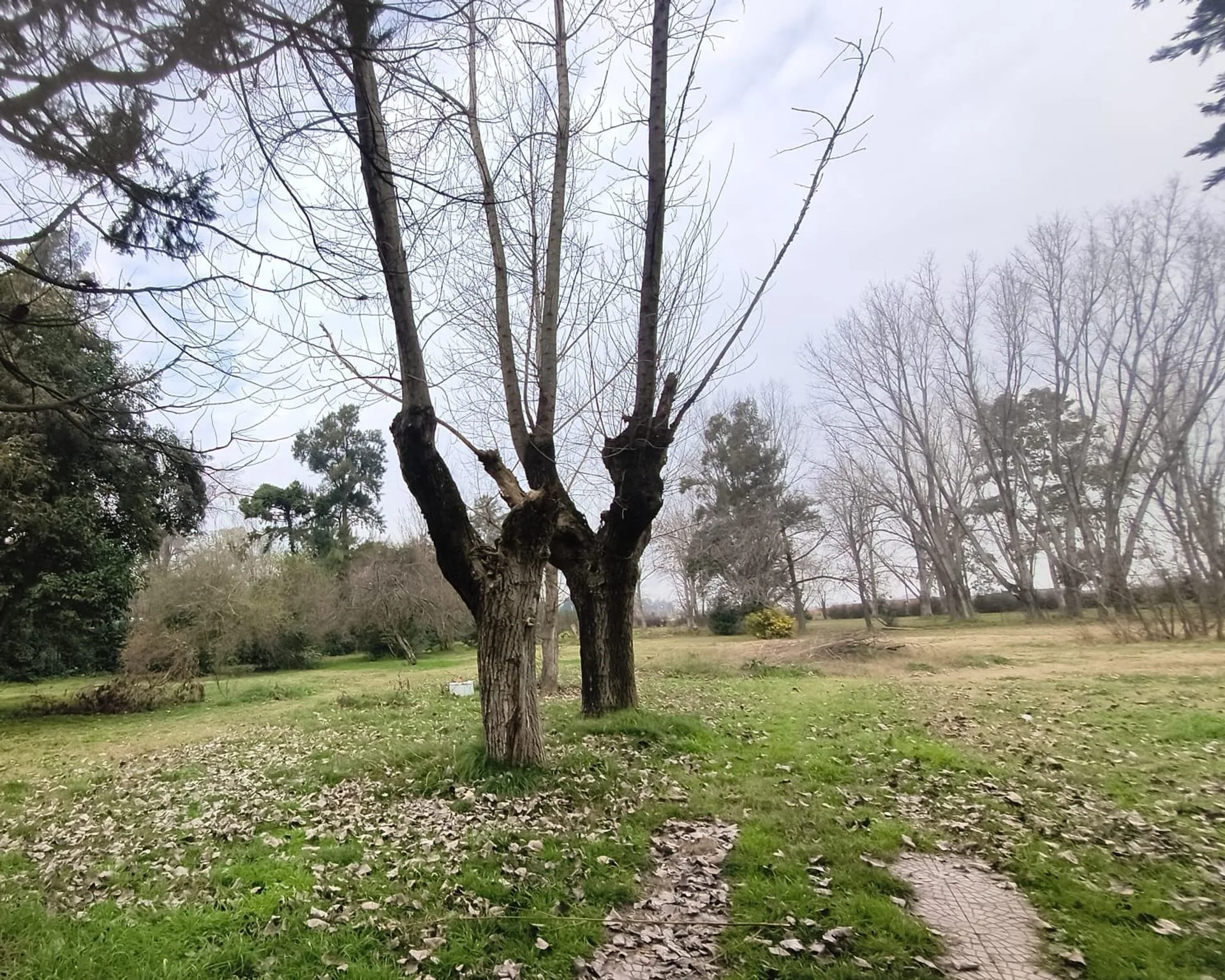 VENTA LOTE 1 HECTAREA PTE DERQUI foto 5