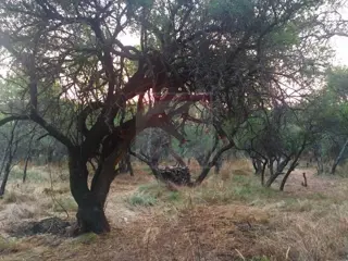 Venta lote de 2,5 hectáreas en Toay foto 4
