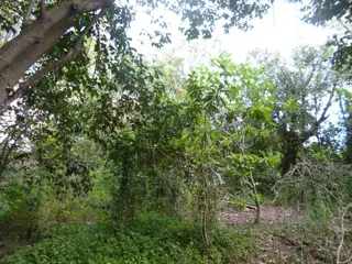 VENTA DE LOTE foto 4