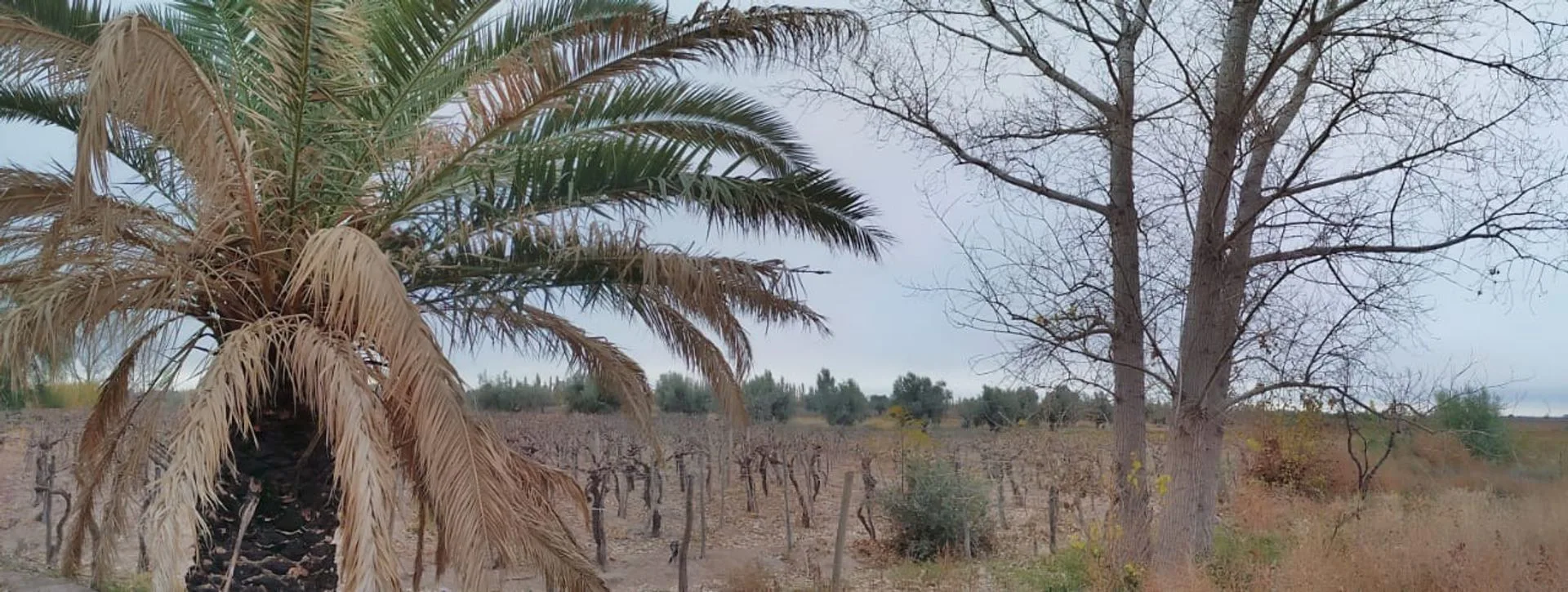 VENTA Finca 4 hectareas en Junin foto 5
