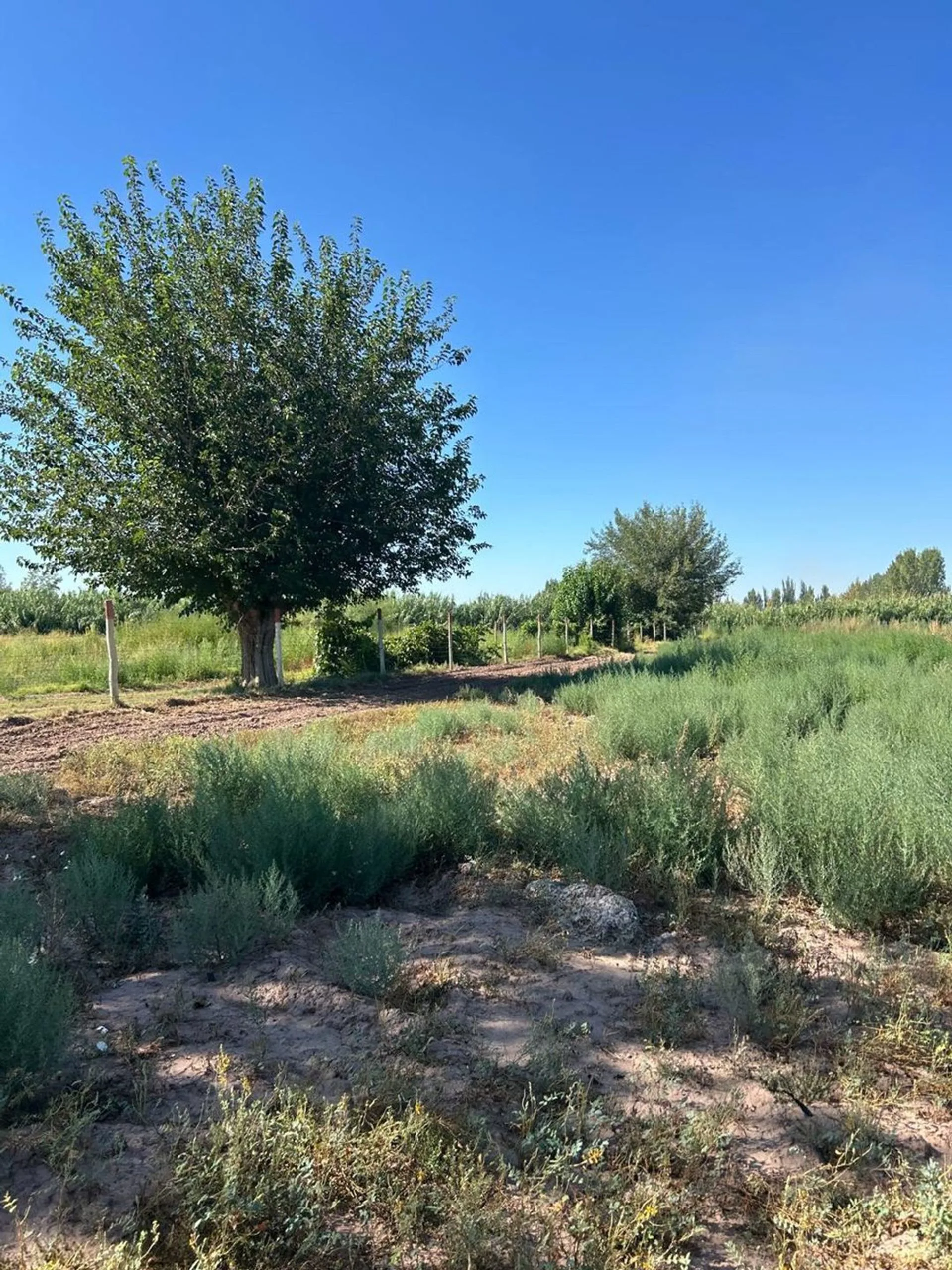 FINCA DE 7,5 HECTAREAS EN COLONIA SEGOVIA foto 3