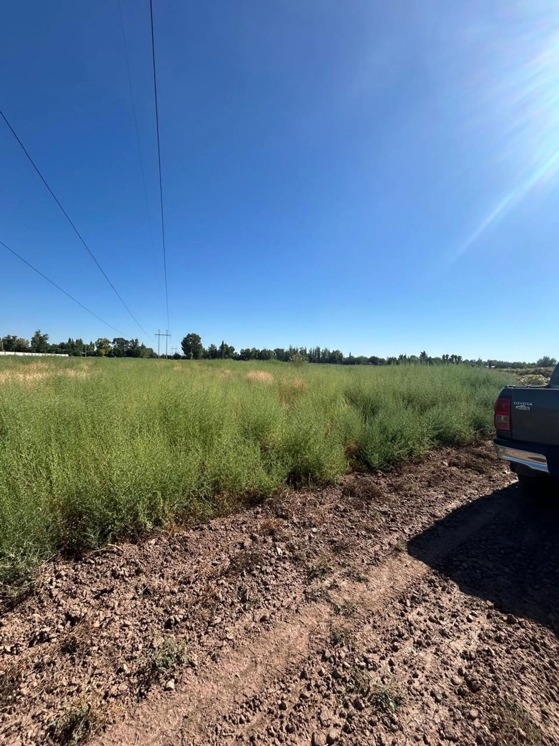 FINCA DE 7,5 HECTAREAS EN COLONIA SEGOVIA foto 4