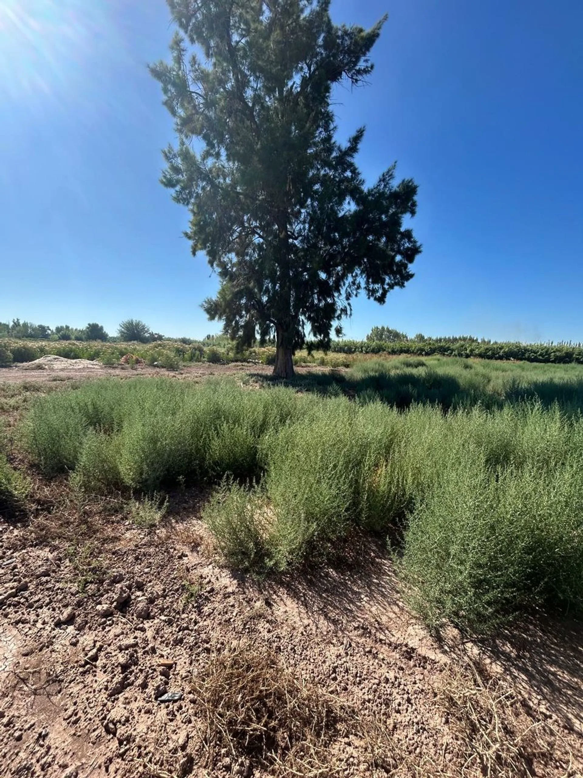 FINCA DE 7,5 HECTAREAS EN COLONIA SEGOVIA foto 5