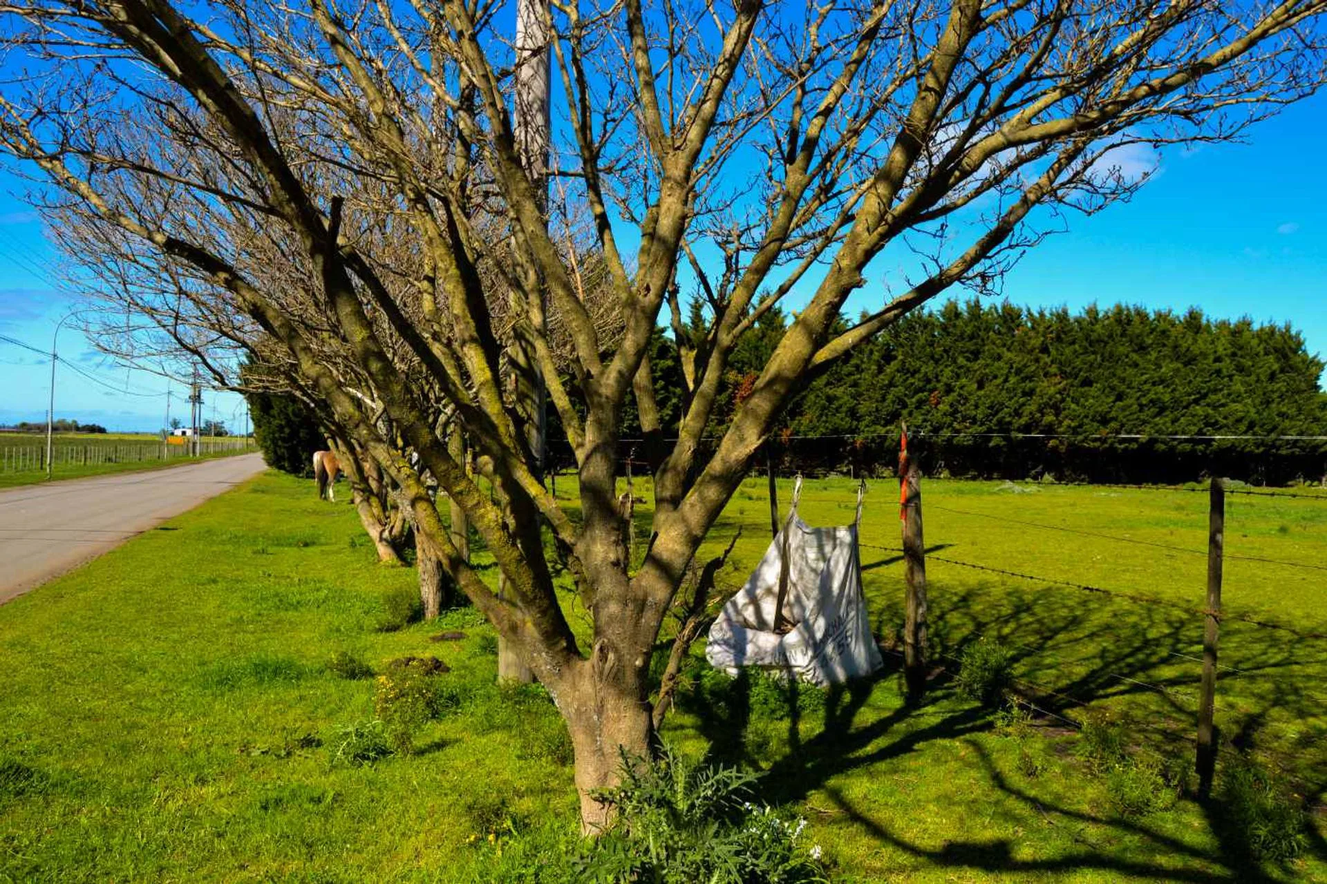 VENTA CAMPO 2,63 HA SOBRE ASFALTO C/ SERVICIOS foto 4