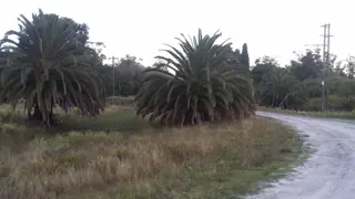 CAMPO 12,5 HECTÁREAS EN LAS TAHONAS foto 1