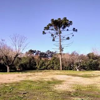 Loteo Las Araucarias - La Reja foto 3