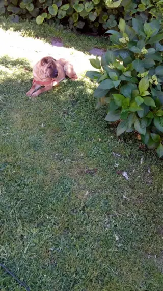 EXCELENTE PROPIEDAD DE  TRES AMBIENTES CON AMPLIO PATIO Y JARDIN MAS UN DEPARTAMENTO DE DOS AMBIENTES, TERRENO DE 10 POR 41 PARQUIZADO foto 5