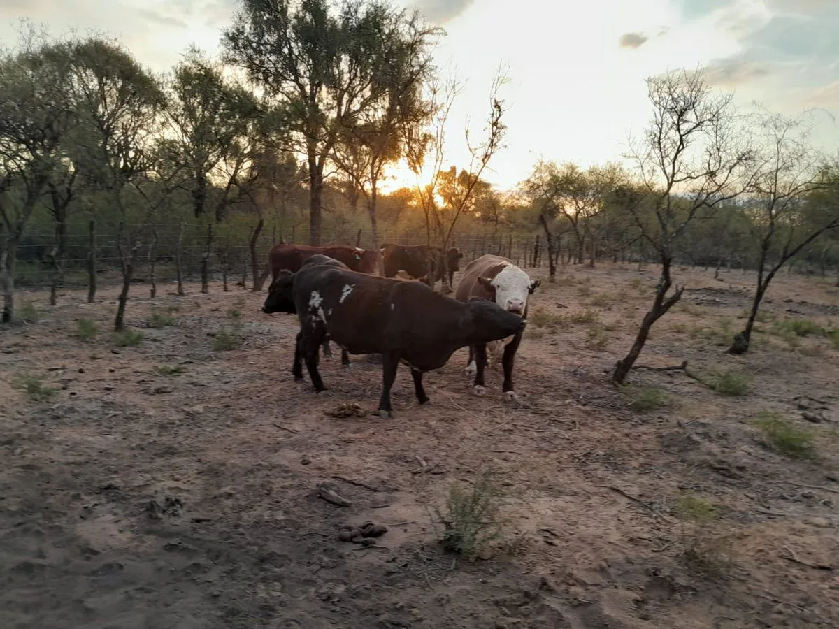 Campo Ganadero de 1.800 hectáreas en Depto Minas foto 2