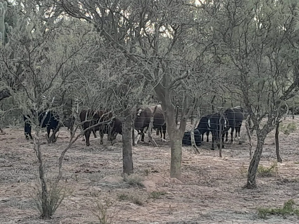 Campo Ganadero de 1.800 hectáreas en Depto Minas foto 3