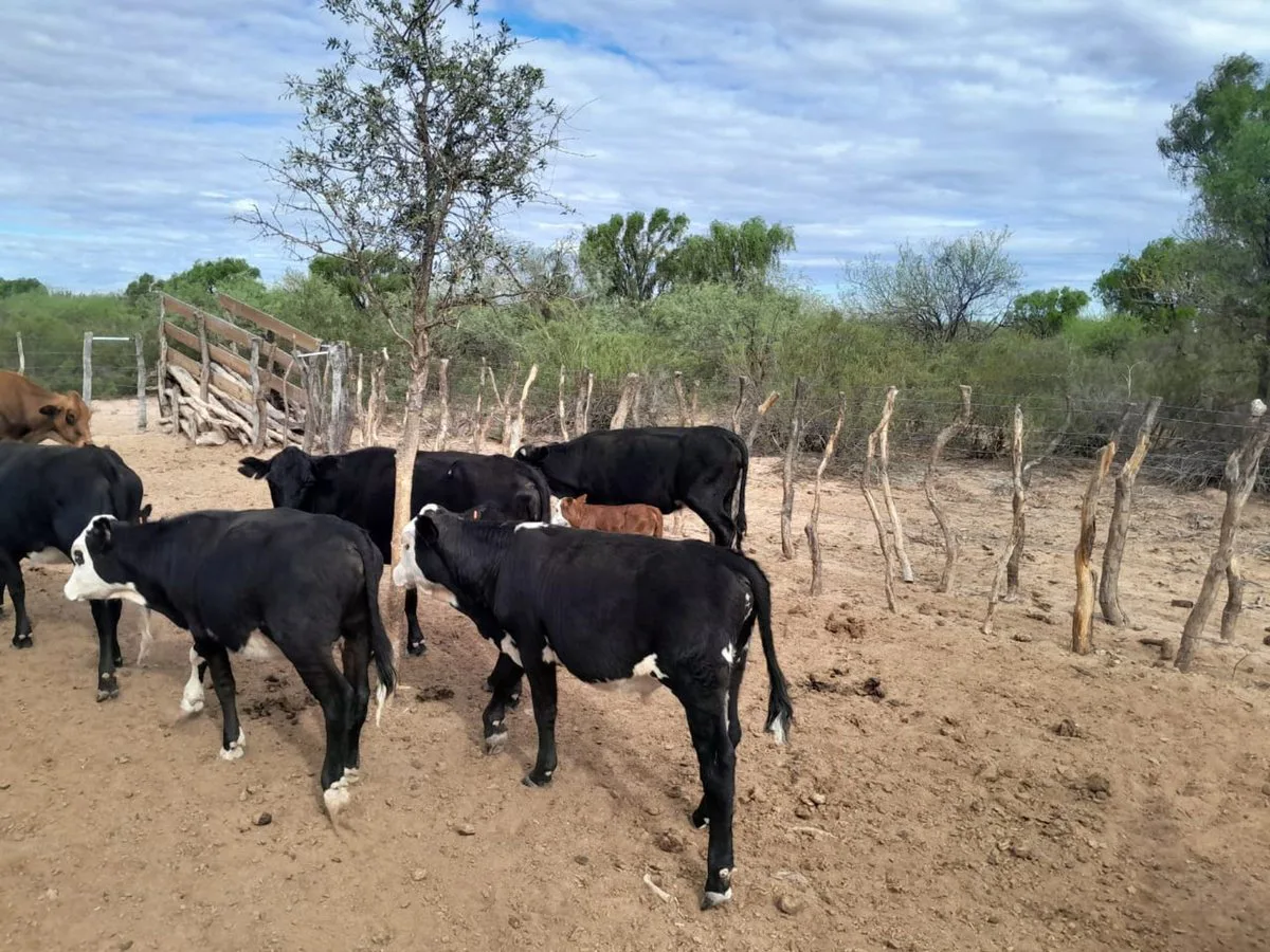 Campo Ganadero de 1.800 hectáreas en Depto Minas foto 4