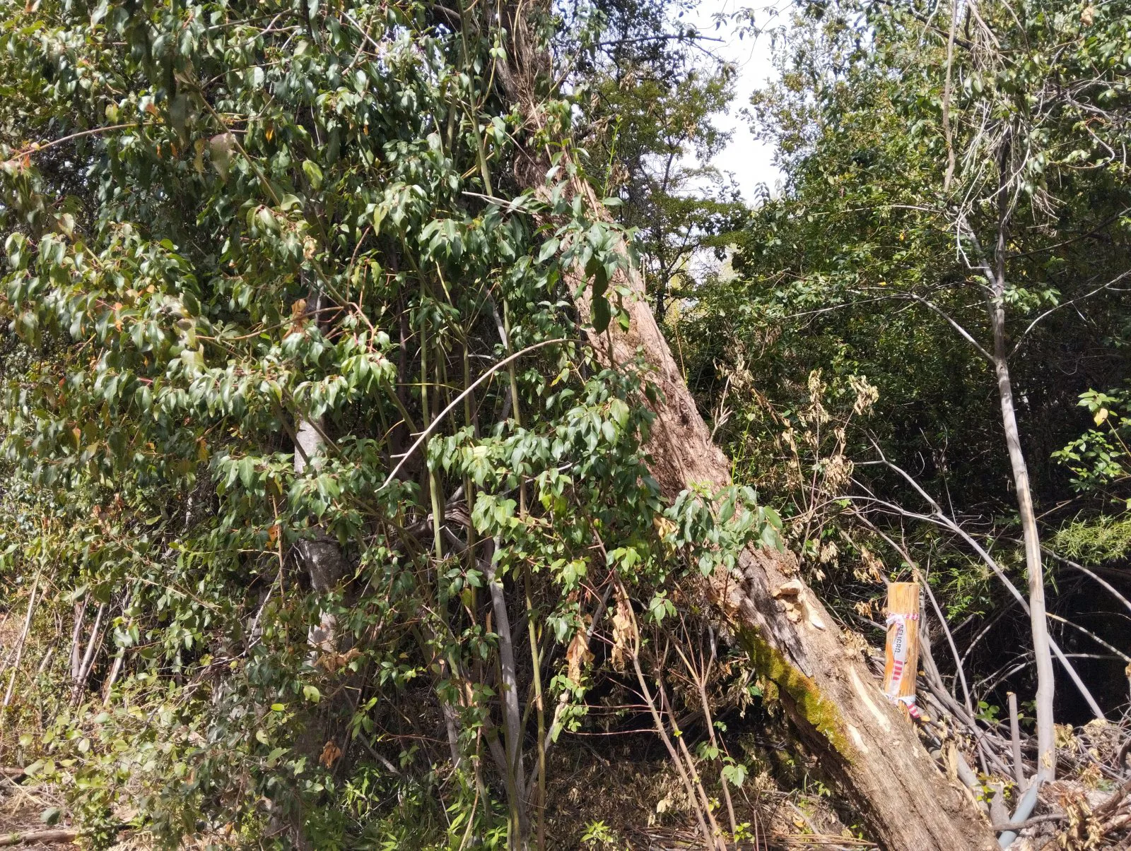 (026.A) EL BOLSON, sobre camino al centro de ski. TERRENO EN CONDOMINIO foto 4