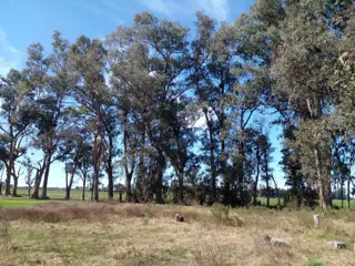 LOTE ARBOLADO CON ESCRITURA EN Bº LA PARADA -  BRANDSEN foto 1