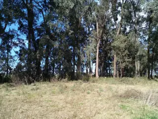 LOTE ARBOLADO CON ESCRITURA EN Bº LA PARADA -  BRANDSEN foto 4