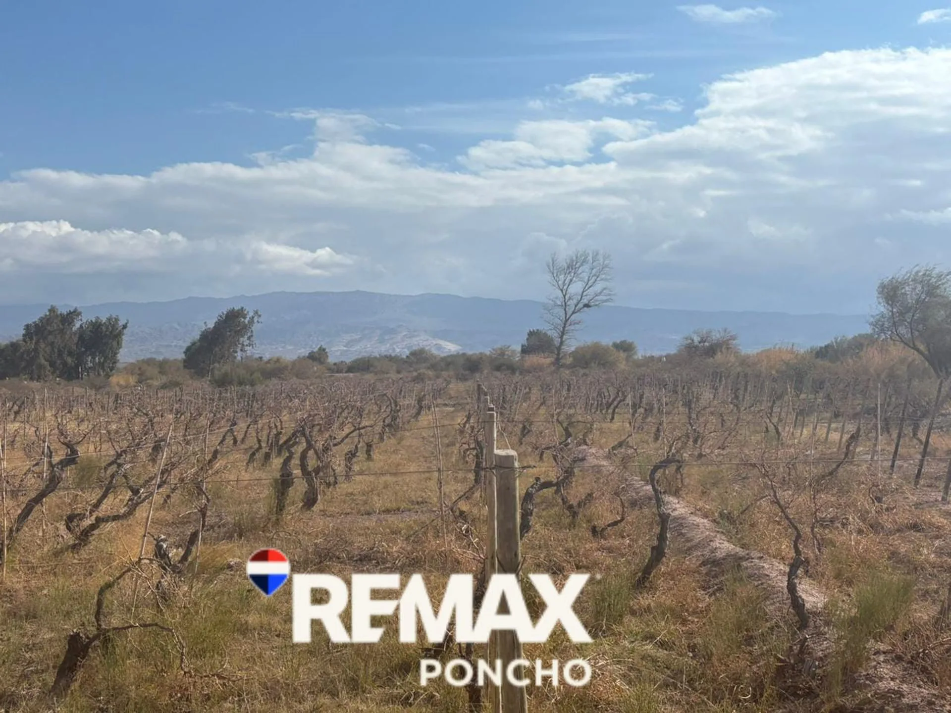 SE VENDE TERRENO c/VIÑEDOS EN FIAMBALA-TINOGASTA