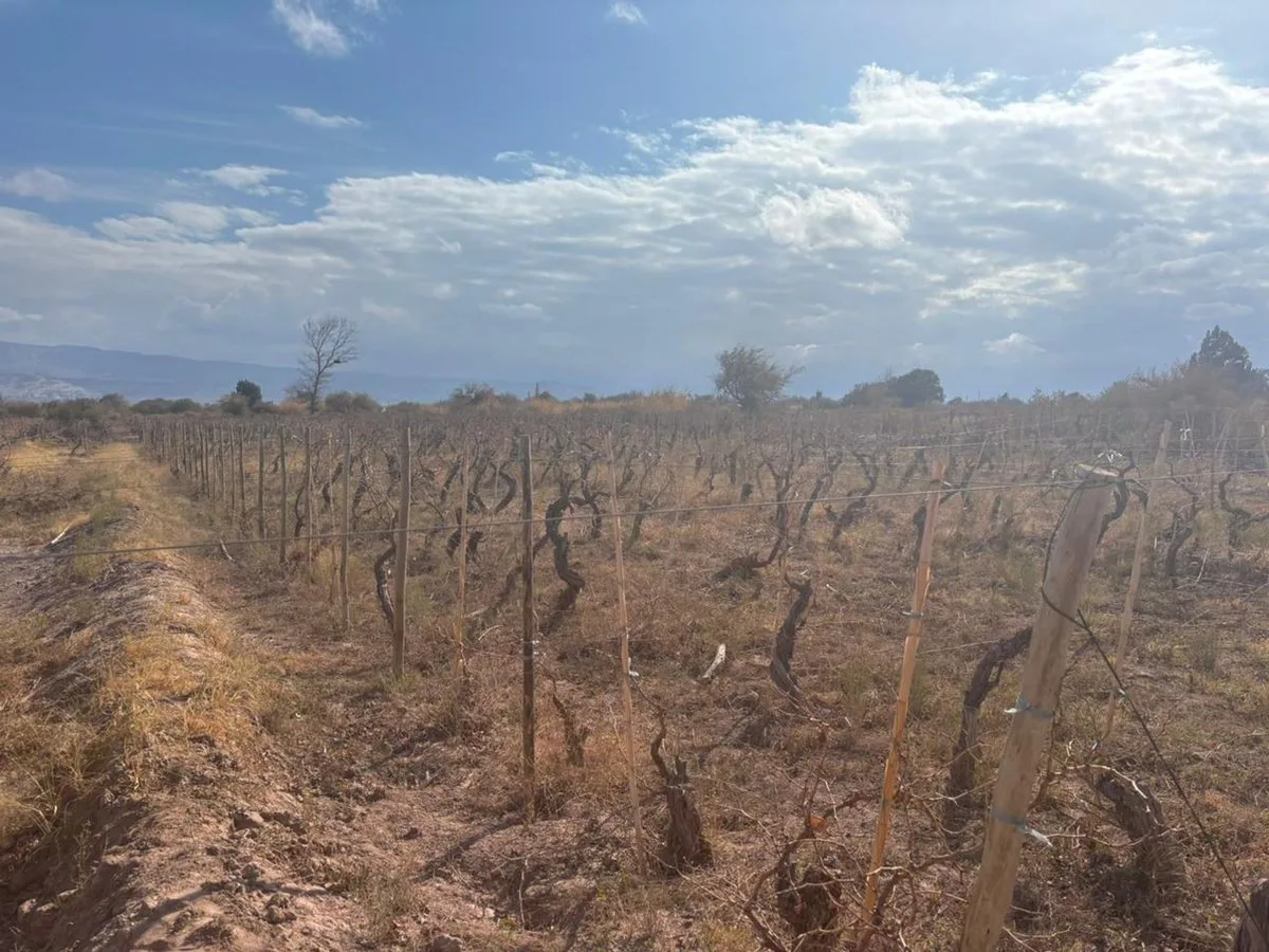 SE VENDE TERRENO c/VIÑEDOS EN FIAMBALA-TINOGASTA foto 2