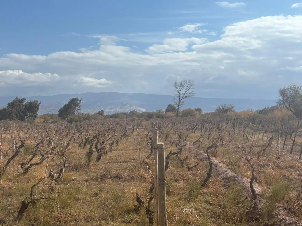 SE VENDE TERRENO c/VIÑEDOS EN FIAMBALA-TINOGASTA foto 3