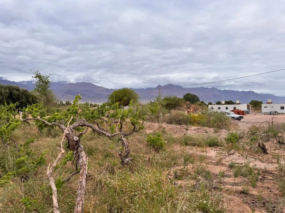 SE VENDE TERRENO c/VIÑEDOS EN FIAMBALA-TINOGASTA foto 5