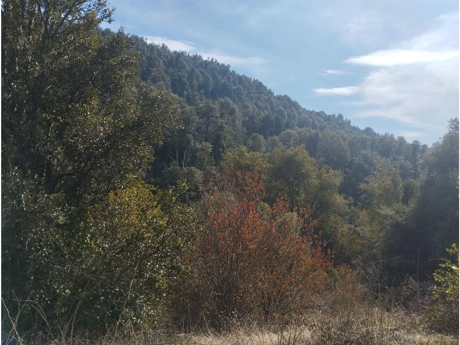 EL BOLSON, Terreno de 1/2 Ha frente a camino con costa de Rio Azul foto 2