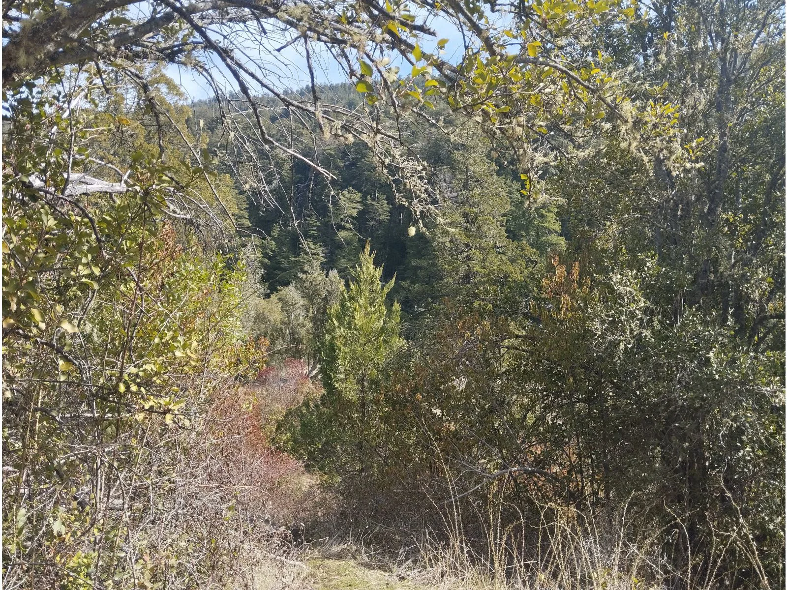 EL BOLSON, Terreno de 1/2 Ha frente a camino con costa de Rio Azul foto 4