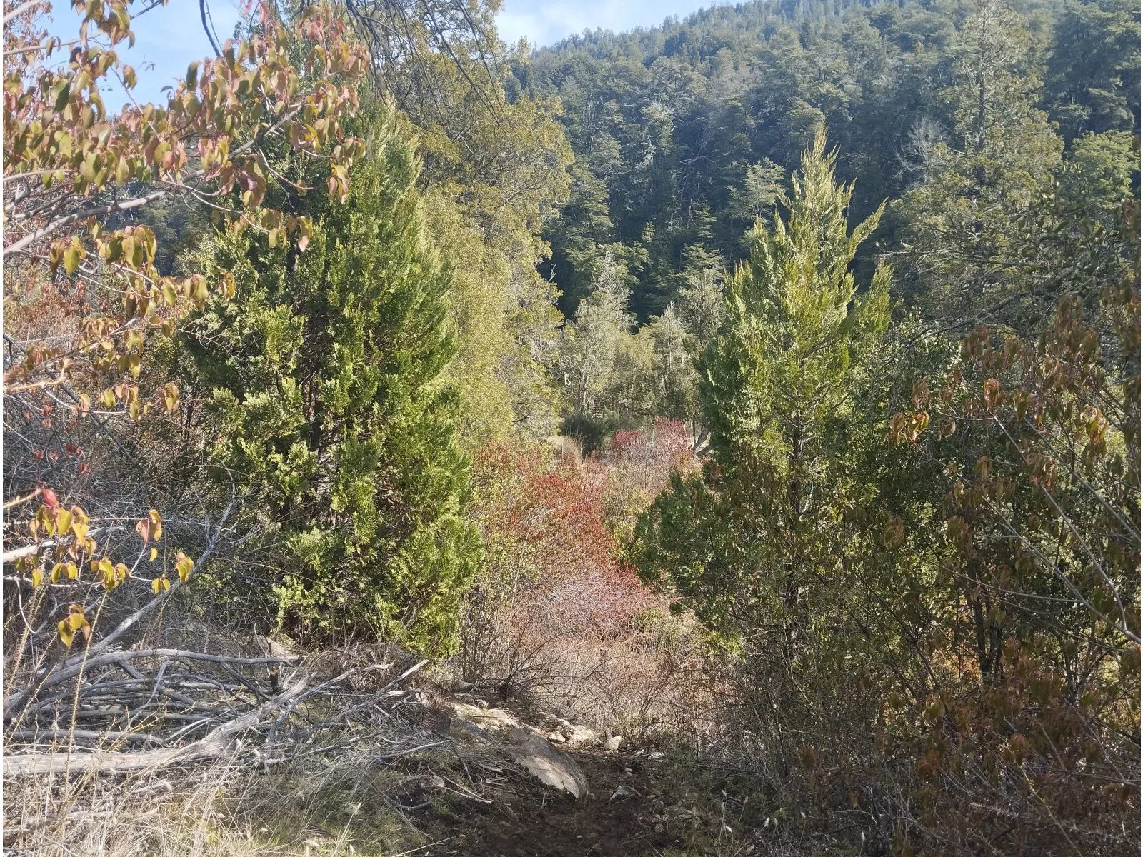 EL BOLSON, Terreno de 1/2 Ha frente a camino con costa de Rio Azul foto 5