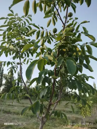 CHACRA 7ha CON PLANTACION DE NOGALES foto 3