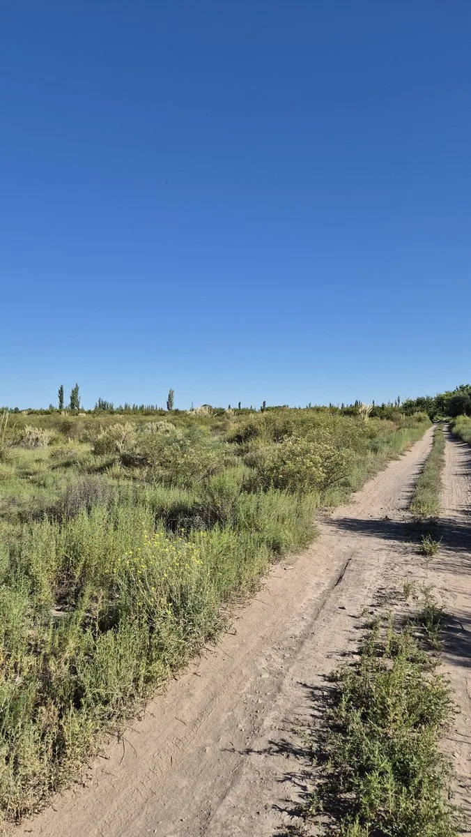 VENTA CAMPO AGRICOLA - CAÑADA SECA -SAN RAFAEL foto 2