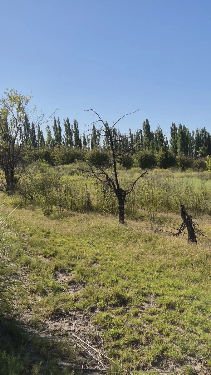 VENTA CAMPO AGRICOLA - CAÑADA SECA -SAN RAFAEL foto 4