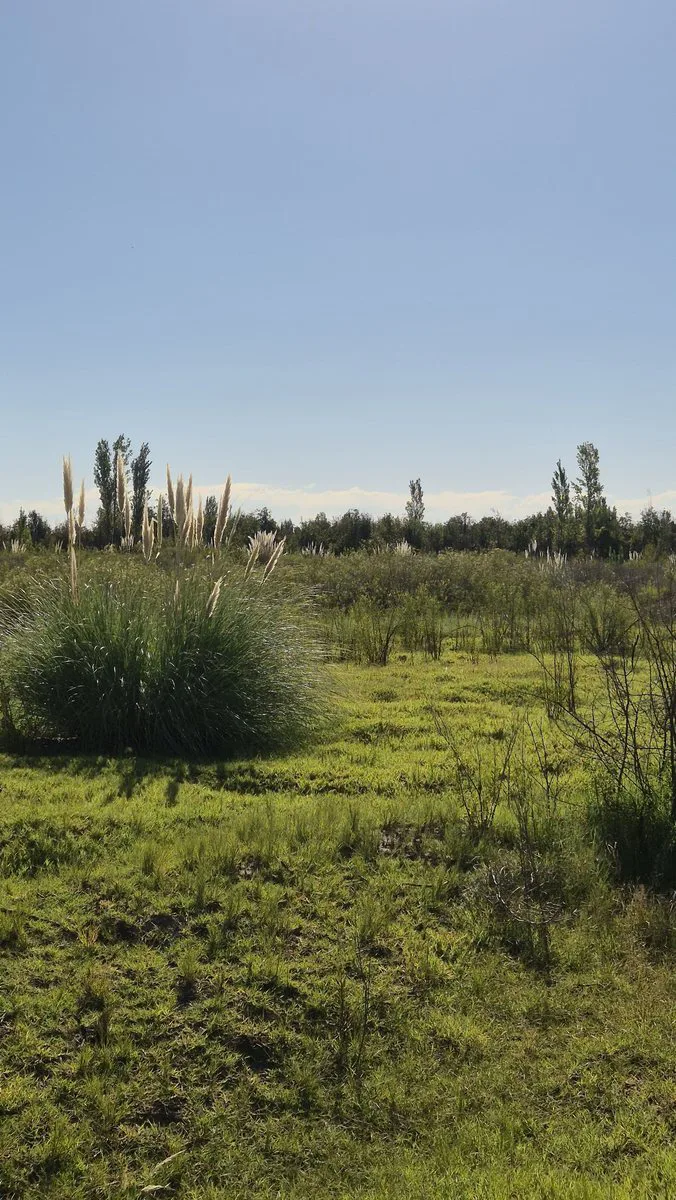 VENTA CAMPO AGRICOLA - CAÑADA SECA -SAN RAFAEL foto 5