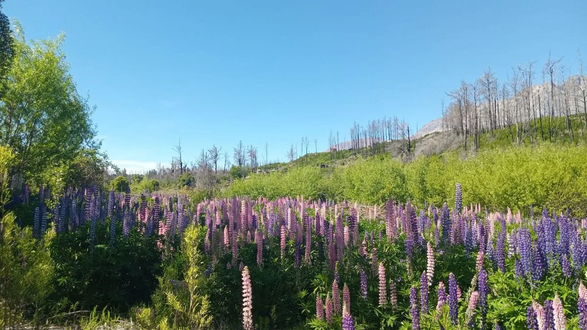 Tu refugio en la Patagonia: terreno de 3.000 m² foto 2